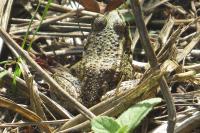 Pelophylax kl. esculentus