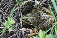 Pelophylax kl. esculentus