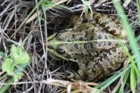 Pelophylax kl. esculentus