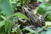 Pelophylax kl. esculentus