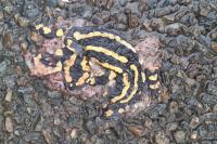 Salamandra salamandra