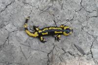 Salamandra salamandra
