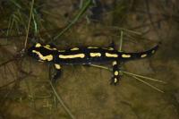 Salamandra salamandra