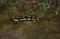 Salamandra salamandra