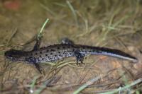 Triturus cristatus