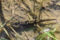 Salamandra salamandra
