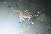 Rana dalmatina
