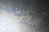 Rana dalmatina