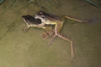 Rana dalmatina
