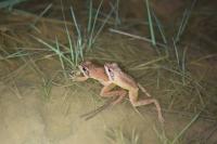 Rana dalmatina