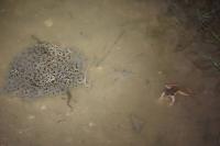 Rana dalmatina