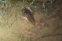 Rana dalmatina