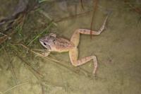 Rana dalmatina