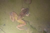 Rana dalmatina