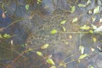 Rana temporaria