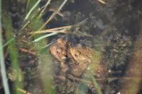 Bufo