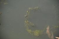 Bufo