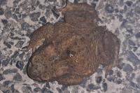 Bufo