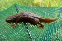 Lissotriton helveticus