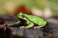 Hyla arborea