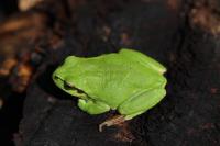 Hyla arborea