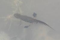 Lissotriton helveticus