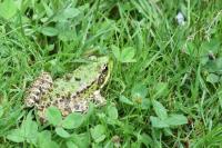 Pelophylax kl. esculentus