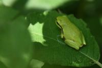 Hyla arborea