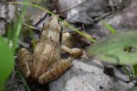 Rana dalmatina