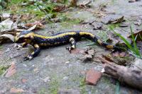 Salamandra salamandra