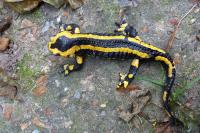 Salamandra salamandra