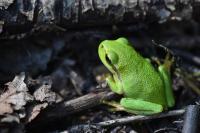 Hyla arborea