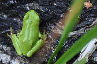 Hyla arborea