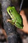 Hyla arborea