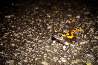Salamandra salamandra