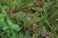 Pelophylax kl. esculentus
