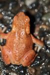 Bufo bufo