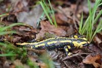 Salamandra salamandra
