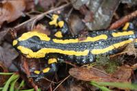 Salamandra salamandra