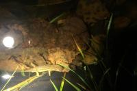 Lissotriton helveticus