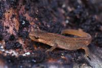 Lissotriton helveticus
