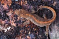 Lissotriton helveticus