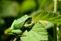 Hyla arborea