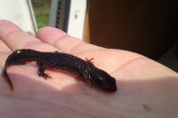 Ichthyosaura alpestris