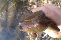 Rana temporaria