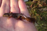 Lissotriton vulgaris