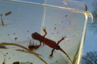 Lissotriton vulgaris