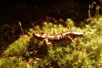 Salamandra salamandra