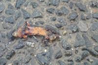 Ichthyosaura alpestris