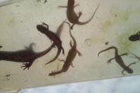 Triturus cristatus
